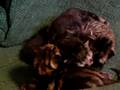 Gina`s Kitten II