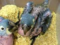 More baby Hyacinth macaws More baby Hyacinth macaws