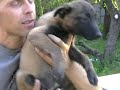 Malinois puppy Felicia v.d. Steinfluss. 3 month