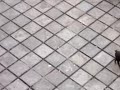 chancho suelto en el politecnico