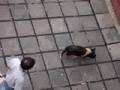 chancho suelto en el politecnico