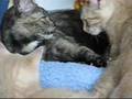 Mom Cat Weaning Her Babies