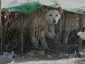 Crudeltà sugli animali