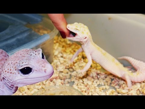 Содержание и уход за эублефарами Содержание и уход за эублефарами