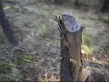 se describe el bosque de coniferas