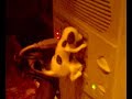 shagging usb dog