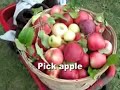 from backyard garden to apple orchard