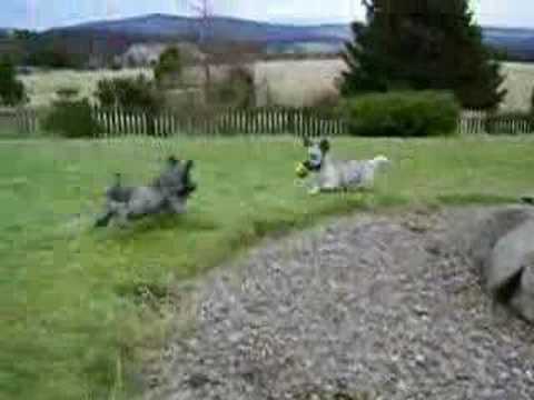 Skye Terrier pups chasing a ball