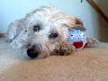 Meet Ava, the sweetest wheaten terrier