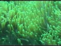 Malaysia - Tioman island - Pulau Renggis