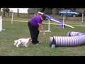 videos de Henry's agility debut