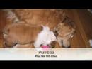 Pumbaa\ Pumbaa\