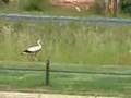 Stalking stork