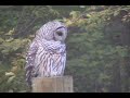 The Habitat Wild - Georgia: Rivers and Birds
