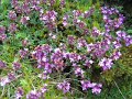 A Walk in the Uldale Fells - Back o\