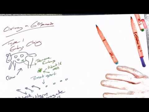 how to clone and transplant cattle embryos