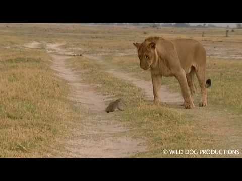 mongoose - As seen on National Geographic. Check out a bit more of this movie at http://www.facebook.com/video/video.php?v=127714176847&oid=107160297349 Wild Dog Produc...