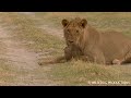 Lion and mongoose attack