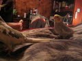 Cockatiels singing Darth Vader theme among other things Cockatiels singing Darth Vader theme among other things