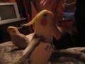 Cockatiels singing Darth Vader theme among other things
