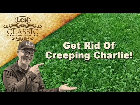 how to fertilize creeping jenny