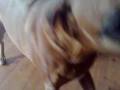 videos de Jenson.mp4
