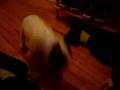 chien bouledogue