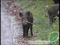 Wild boars nuzzling