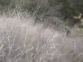 bigfoot