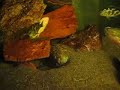 metriaclima greshakei albino