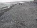 My Malibu car chasing on the beach in Seattle