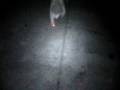 (uploaded by Warll)&nbsp;Example of IR Night Vision Vehicle Safety AV Camco