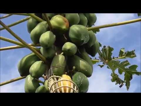 how to harvest papaya