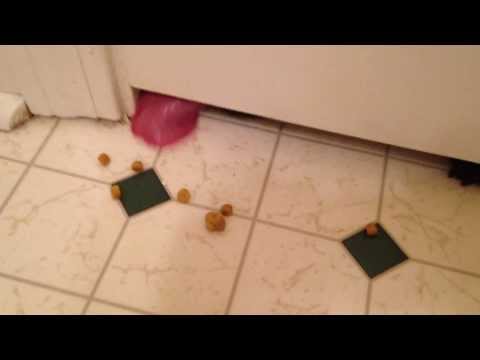 Lab Puppy Slurping Under Door