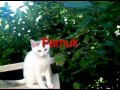 Pamuk cat Kedi Katzen Pamuk cat Kedi Katzen