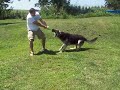 Huge, heavy boned, black and silver German Shepherd.