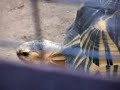 LA Zoo Turtle Tortoise Sex