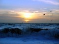 les vagues sauvages