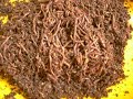 rakaman selepas selesai harvesting vermicompost,please visit http://arsagro.blogspot.com
