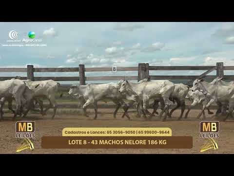 527� LEIL�O VIRTUAL MB LEIL�ES