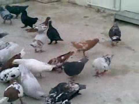 الاردن..طيور..حمام -