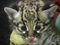 New Ocelot Kitten Health Check-Up