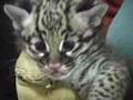 New Ocelot Kitten Health Check-Up