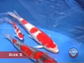 Nishiki Koi Club - young koi show 2006, runner up champ