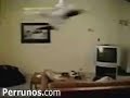 caidita gato