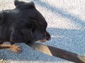 LOLA MAE