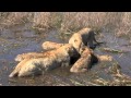 Lion kill (3 buffalo) at Duba Plains