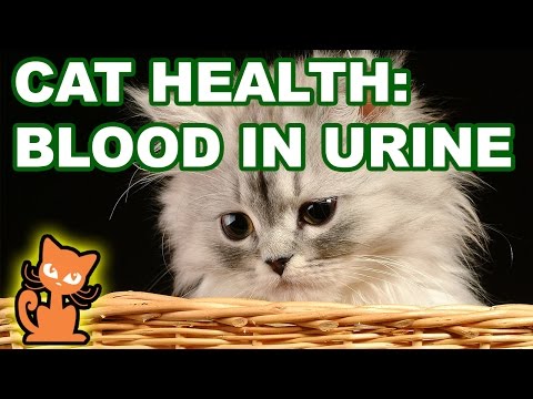 Blood In Cat Urine