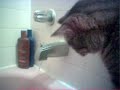 turkey drinks out of the tub part 1 turkey drinks out of the tub part 1