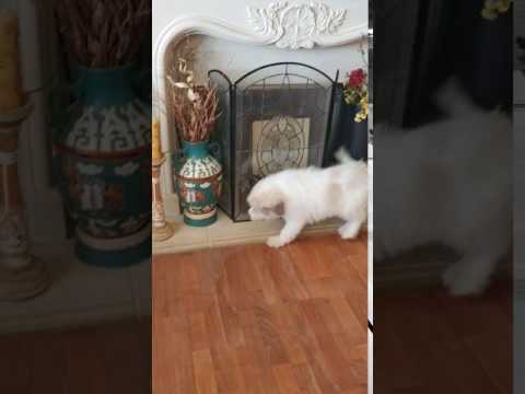 anatolian pyrenees puppy